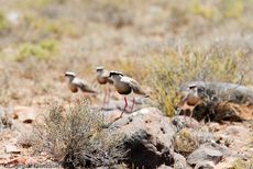 Regenpfeifer (3 von 3).jpg